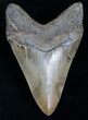 Beautiful Lower Megalodon Tooth #8371-2
